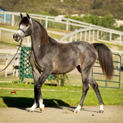 2018 kharolina girl v october h3h7841