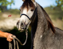 2018 kharolina girl v october h3h7879