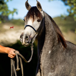 2018 kharolina girl v october h3h7879