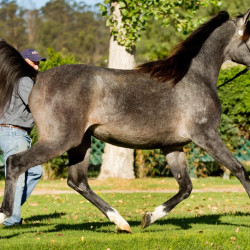 2018 kharolina girl v october h3h7909