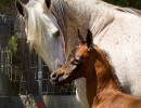 kashmir and kahil colt h3h7592