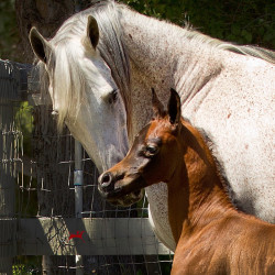 kashmir and kahil colt h3h7592