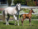 kashmir and kahil colt h3h7657