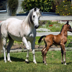 kashmir and kahil colt h3h7657
