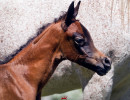 kashmir and kahil colt h3h7711