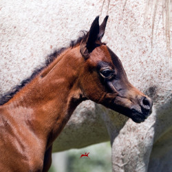 kashmir and kahil colt h3h7711