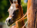 indira rose colt h3h7027