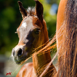 indira rose colt h3h7027
