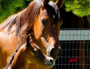 indira rose colt h3h7208