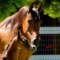 indira rose colt h3h7208