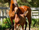 2019 lone star mac v and lola august h3h4646