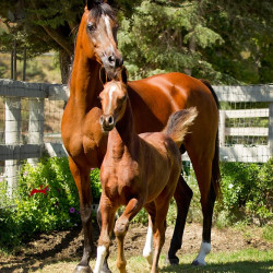 2019 lone star mac v and lola august h3h4646