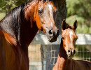 2019 lone star mac v and lola august h3h4728