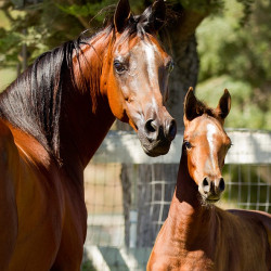 2019 lone star mac v and lola august h3h4728