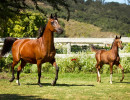 2019 lone star mac v and lola august h3h4842