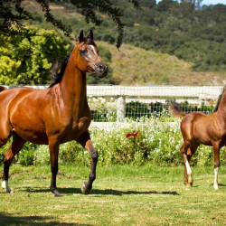 2019 lone star mac v and lola august h3h4842