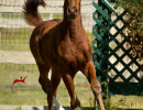 2019 lone star mac v oct h3h4549