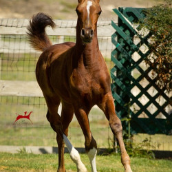 2019 lone star mac v oct h3h4549