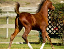 2019 lone star mac v oct h3h4599