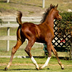 2019 lone star mac v oct h3h4599