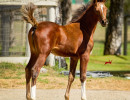 2019 lone star mac v oct h3h4625