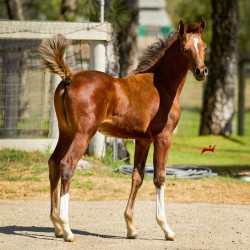 2019 lone star mac v oct h3h4625