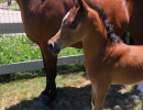 2019 lonestar mac v june2