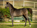 2018 lovely loleeta v november h3h8219