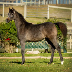 2018 lovely loleeta v november h3h8219