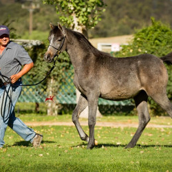 2018 lovely loleeta v november h3h8284