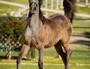 2019 lovely loleeta v 3 h3h7556