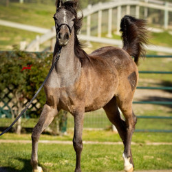 2019 lovely loleeta v 3 h3h7556