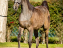 2019 lovely loleeta v 3 h3h7711