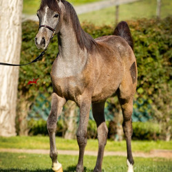 2019 lovely loleeta v 3 h3h7711