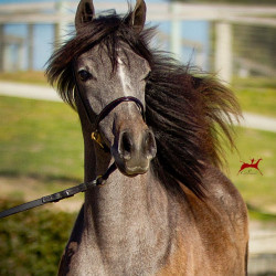 2019 lovely loleeta v 3 h3h7789