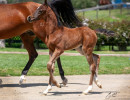 2020 sweet shenendoah v colt mac a million v april16