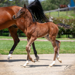 2020 sweet shenendoah v colt mac a million v april16