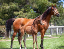 2020 sweet shenendoah v colt mac a million v april16