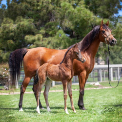 2020 sweet shenendoah v colt mac a million v april16