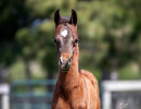 2020 sweet shenendoah v colt mac a million v april16