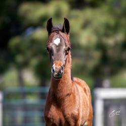 2020 sweet shenendoah v colt mac a million v april16