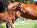 2020 sweet shenendoah v colt mac a million v april16