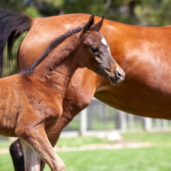 2020 sweet shenendoah v colt mac a million v april16
