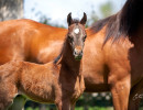 2020 sweet shenendoah v colt mac a million v april16