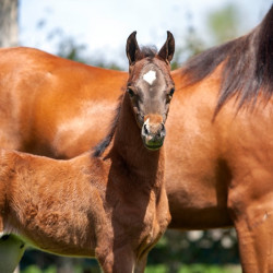 2020 sweet shenendoah v colt mac a million v april16