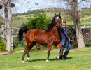 2025 macmosa thyme v h3h5298