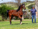 2025 macmosa thyme v h3h5309