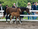 mademoiselle v as foal with dam