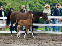 mademoiselle v as foal with dam