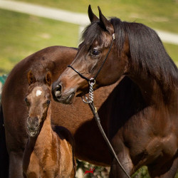 2019 mashado v and madame jullyen v march h3h9535